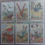 Liebig "kolibries", Enlèvement ou Envoi, Comme neuf, Animal, Gravure