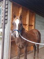 Veulen tekoop deze week afhalen, Avec pedigree, 0 à 2 ans, Cheval de récréation, Ne s'applique pas