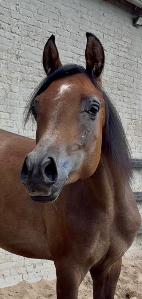 Jaarling Arabische volbloed hengst, Dieren en Toebehoren, Paarden, Hengst, Onbeleerd, 0 tot 2 jaar, Recreatiepaard, Met stamboom