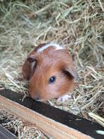 Gladhaar - Rood Bont California - Zeugje (1), Dieren en Toebehoren, Cavia, Augustus, Vrouwelijk, Tam