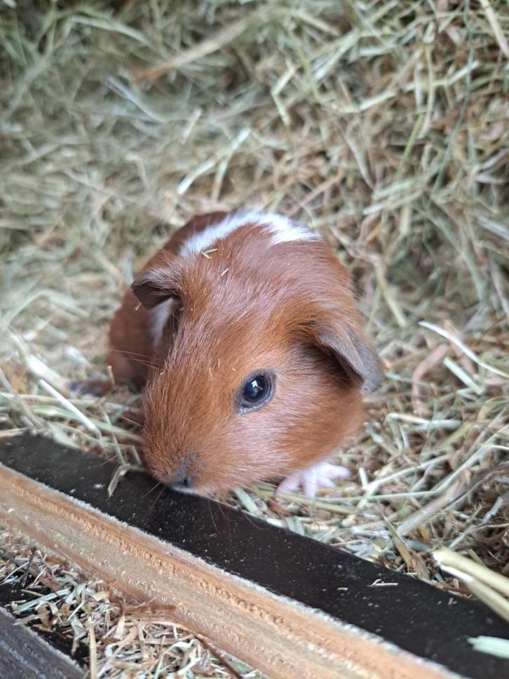 Gladhaar - Rood Bont California - Zeugje (1), Dieren en Toebehoren, Knaagdieren, Vrouwelijk, Cavia, Augustus, Tam