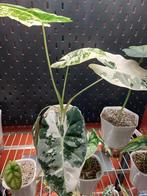 Alocasia frydek knolletje, Huis en Inrichting, Kamerplanten, Ophalen of Verzenden