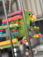 Amazone papagaai tam met kooi, eten en speeltjes, Dieren en Toebehoren, Vogels | Parkieten en Papegaaien, Tam