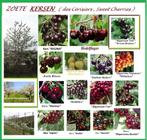 KERSELAARS: Versch soorten: Laagstam / Halfstam & Hoogstam, Tuin en Terras, Vaste plant, Fruitplanten, Lente, Ophalen