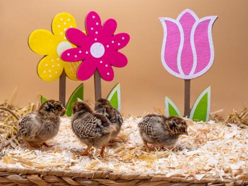 Barnevelder kriel baby kuikens hennetjes, gesekst en ingeënt, Dieren en Toebehoren, Pluimvee, Kip, Vrouwelijk