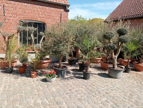 Prachtige olijfbomen!, Tuin en Terras, Planten | Bomen, Ophalen