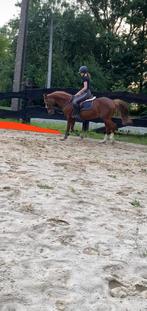 Paarden zadelmak maken, Dieren en Toebehoren, Ophalen of Verzenden, Zo goed als nieuw