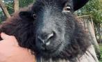 Ouessant ooi lam, Dieren en Toebehoren, Schapen, Geiten en Varkens, Vrouwelijk, Schaap, 0 tot 2 jaar