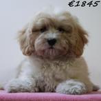 Schattige Maltipoo pups te koop, 15 weken tot 1 jaar, Buitenland, CDV (hondenziekte), Meerdere
