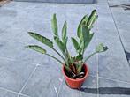 Strelitzia reginae, Tuin en Terras, Ophalen, Zomer, Vaste plant