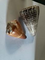 Schelpen, Ophalen of Verzenden, Schelp(en)