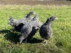 Jonge tamme Noord Hollandse Blauwe kippen gesekst en ingeënt, Dieren en Toebehoren, Vrouwelijk, Kip