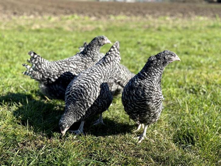 Jonge tamme Noord Hollandse Blauwe kippen gesekst en ingeënt, Dieren en Toebehoren, Pluimvee, Kip, Vrouwelijk