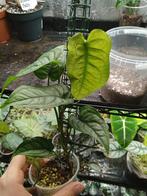 monstera siltepecana, Maison & Meubles, Plantes d'intérieur, Autres espèces, En pot, Moins de 100 cm, Enlèvement