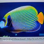 ik zoek, Dieren en Toebehoren, Vissen | Aquariumvissen, Vis, Zoutwatervis