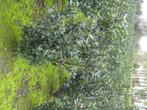 Ilex Blue Prince ( hulst ), Tuin en Terras, Ophalen, Hulst