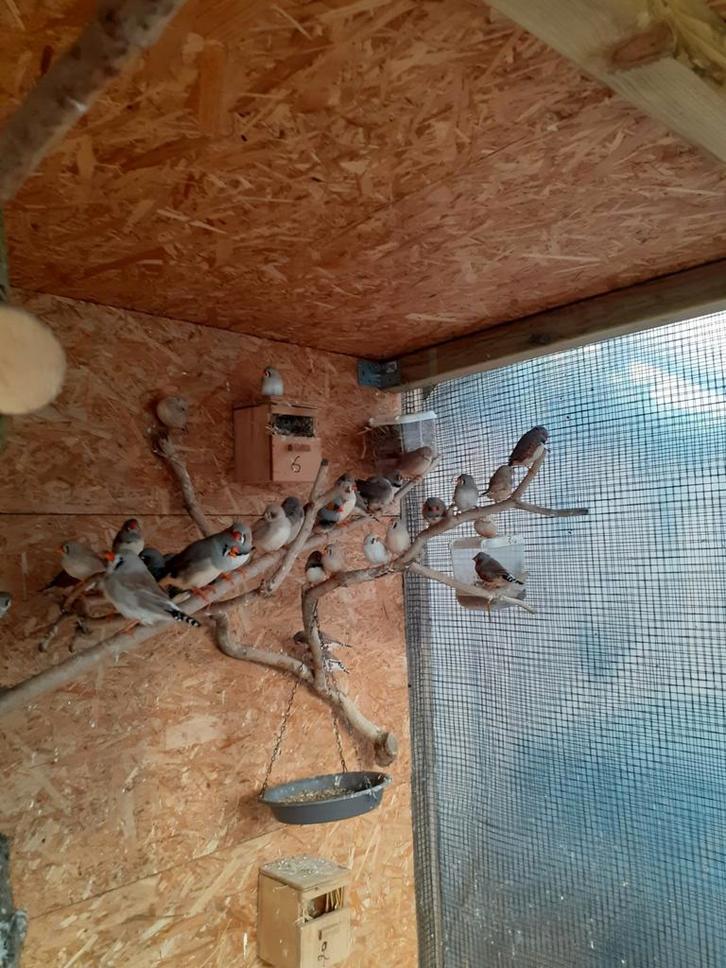 Zebravinken, Dieren en Toebehoren, Vogels | Overige Vogels, Geringd