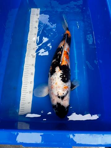 Showa koi 59cm beschikbaar voor biedingen