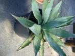 agave, Tuin en Terras, Ophalen of Verzenden