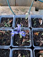 bleu iris, Jardin & Terrasse, Plantes | Jardin, Autres espèces, Printemps, Plein soleil, Enlèvement