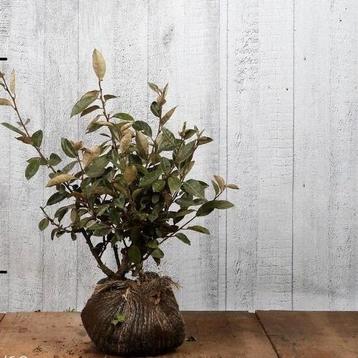 Olijfwilg - Eleagnus ebbingei 40-60 cm beschikbaar voor biedingen