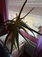 plant, Vaste plant, Bloeit niet, Halfschaduw, Ophalen