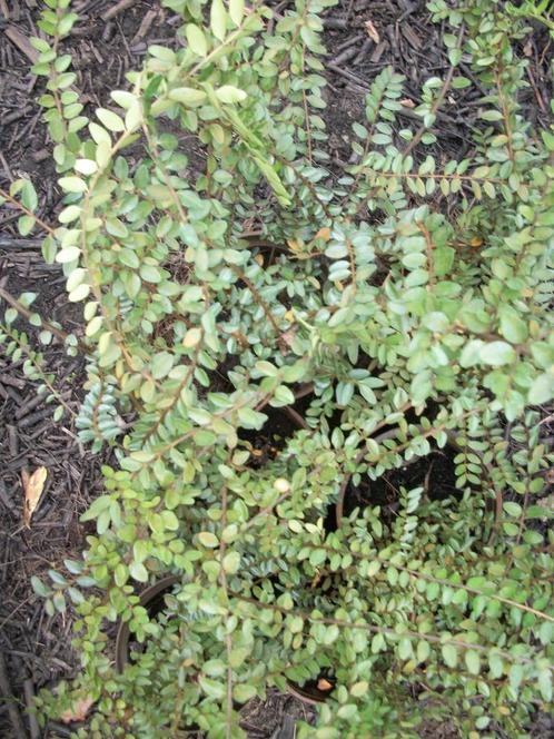 Lonicera de bodembedekker, Tuin en Terras, Planten | Tuinplanten, Vaste plant, Bodembedekkers, Volle zon, Ophalen
