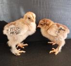 Te koop: Kuikens Brahma Goudpatrijs