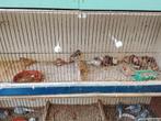 Kanarie en  zebravinken, Dieren en Toebehoren, Meerdere dieren