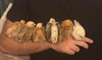 Bientôt des poussins serama de race pure, Animaux & Accessoires, Volatiles, Poule ou poulet