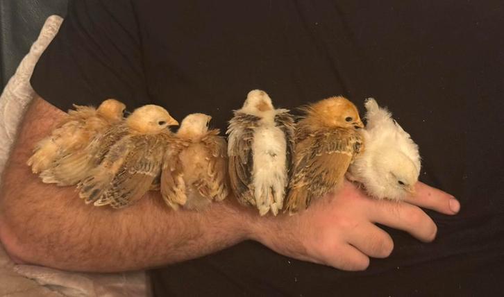 Bientôt des poussins serama de race pure, Animaux & Accessoires, Volatiles, Poule ou poulet