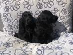 Engels cocker pup teefje, Dieren en Toebehoren, 15 weken tot 1 jaar, Buitenland, CDV (hondenziekte), Meerdere