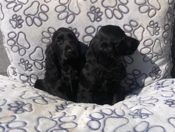 Engels cocker pup teefje beschikbaar voor biedingen