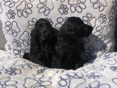 Engels cocker pup teefje, Dieren en Toebehoren, Honden | Retrievers, Spaniëls en Waterhonden, Meerdere dieren, Spaniël, Fokker | Professioneel