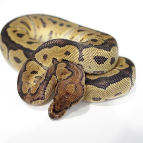 Koningspython "Clown" te koop, Dieren en Toebehoren, Reptielen en Amfibieën, Slang, 0 tot 2 jaar, Tam