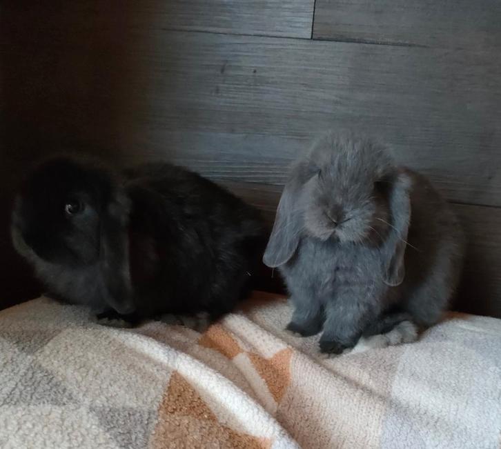 Minilop raszuiver, Dieren en Toebehoren, Konijnen, Dwerg, Meerdere dieren, 0 tot 2 jaar, Hangoor