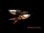 Guppy Endler Silverado Black Flame * Oudenburg, Dieren en Toebehoren, Vissen | Aquariumvissen, Vis