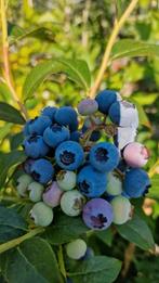 Blauwe bessen, bosbessen
3jaar, 4jaar oud, Tuin en Terras, Ophalen