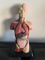 Anatomiepop menselijk lichaam 28 cm, Ophalen of Verzenden, Zo goed als nieuw