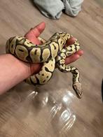 Python reguis femelle nc2023
