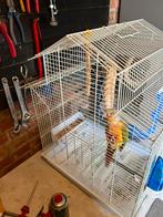 Vigel, Verzamelen, Dierenverzamelingen, Ophalen of Verzenden, Vogel