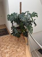 Monstera kamerplant, Huis en Inrichting, Kamerplanten, Ophalen, 100 tot 150 cm, Halfschaduw, In pot