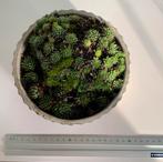 Sempervivum in ronde stenen pot 16 cm doameter, Tuin en Terras, Ophalen, Zo goed als nieuw