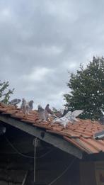 Duiven, Dieren en Toebehoren, Vogels | Duiven