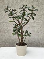 Crassula Ovata in pot., Ophalen, Zo goed als nieuw