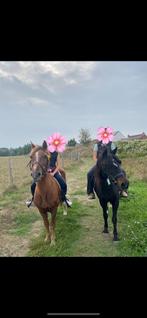 2 c ponys bruin ruin zwart merrie 19 jaar voor beiden 2500€, Dieren en Toebehoren, Ophalen of Verzenden, Zo goed als nieuw