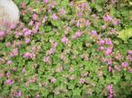 Geranium Cantabrigiense 'Karmina' en andere planten, Tuin en Terras, Planten | Tuinplanten, Ophalen, Bodembedekkers, Vaste plant