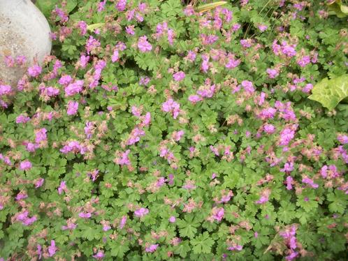 Geranium Cantabrigiense 'Karmina' en andere planten, Tuin en Terras, Planten | Tuinplanten, Vaste plant, Bodembedekkers, Halfschaduw