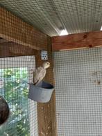 Dwergpapegaai, Geslacht onbekend, Dwergpapegaai of Agapornis