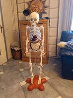 Squelette corps humain